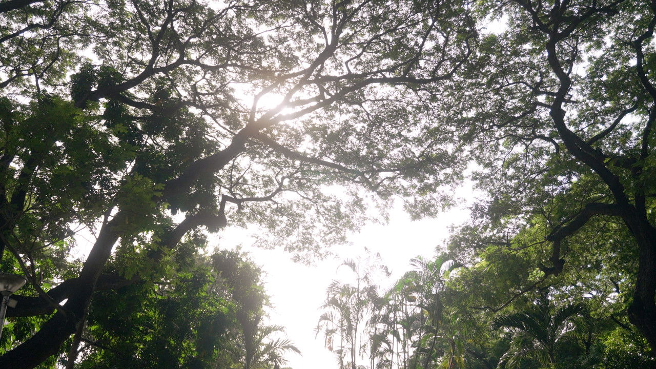 Loving Compliment backdrop