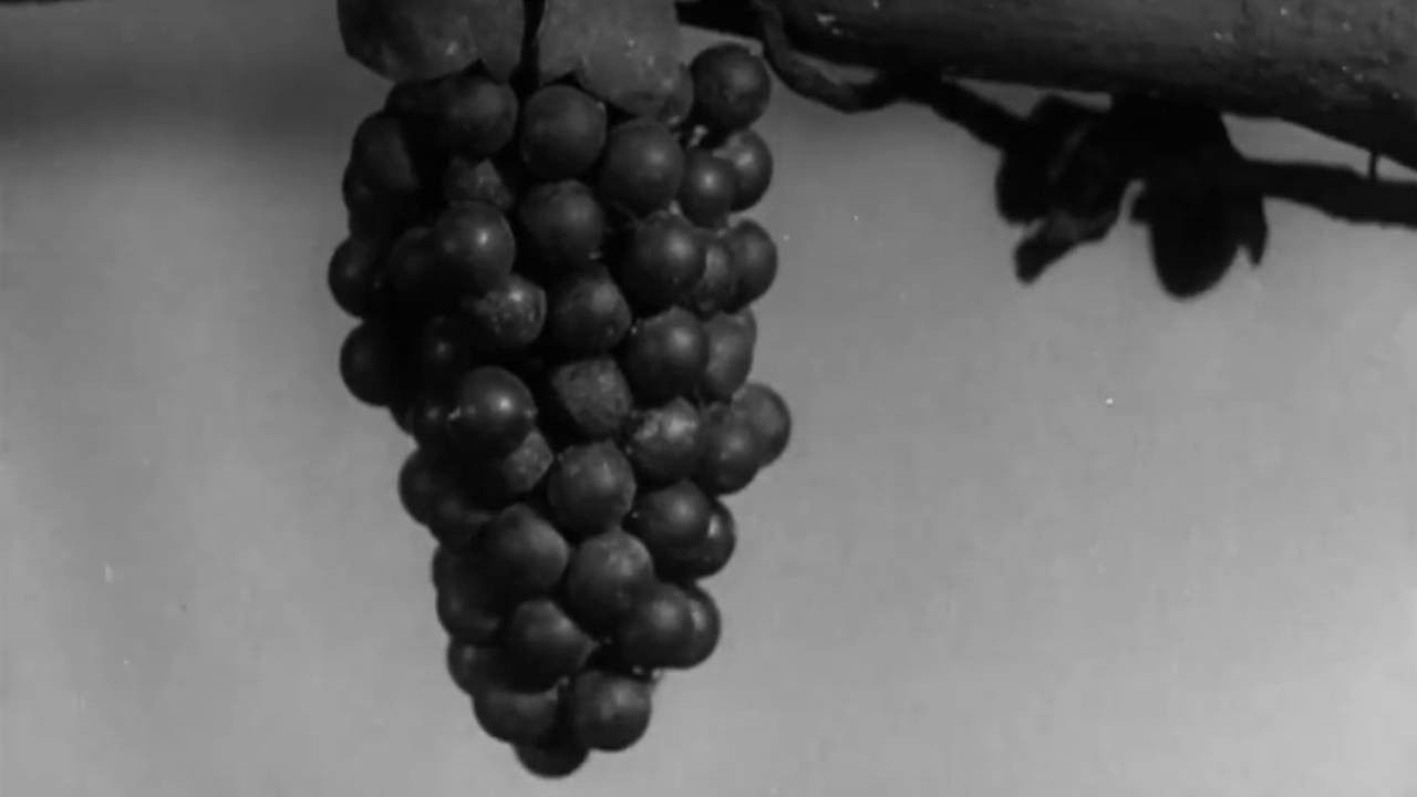 The Fox and the Grapes backdrop