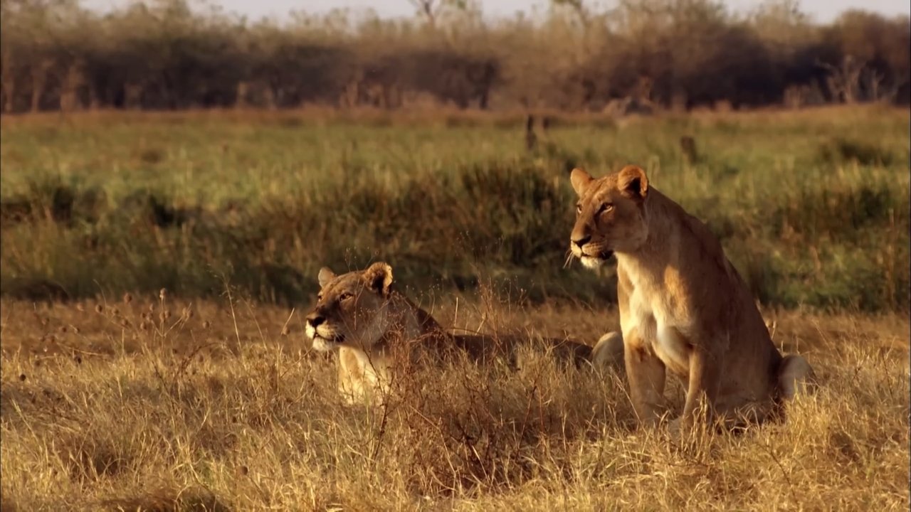 Africa's Predator Zones backdrop
