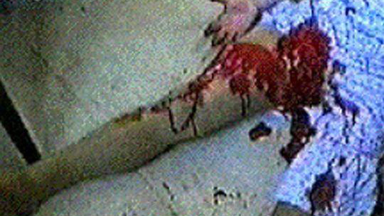 SCHMANTZ - Der Untergang der Menschheit backdrop