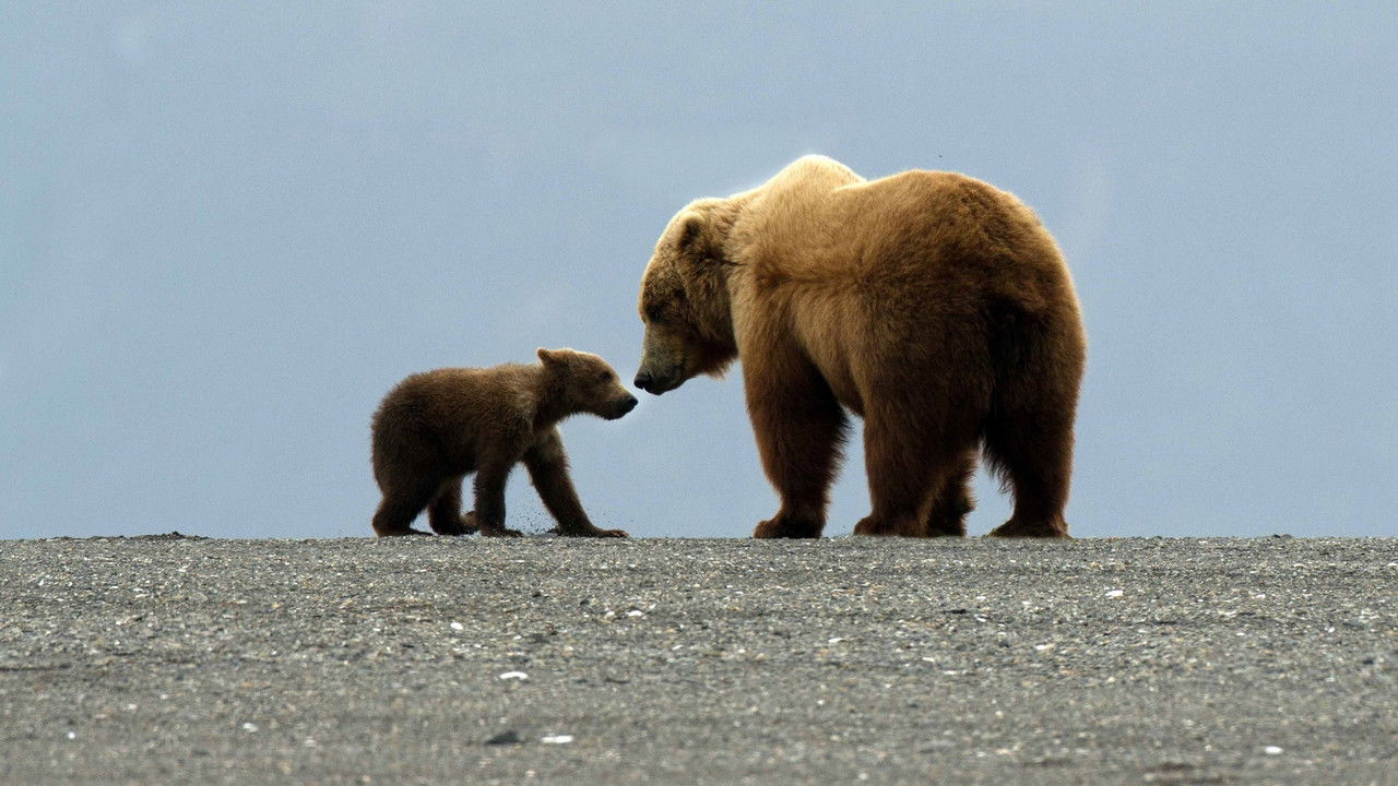 Great Bear Stakeout backdrop