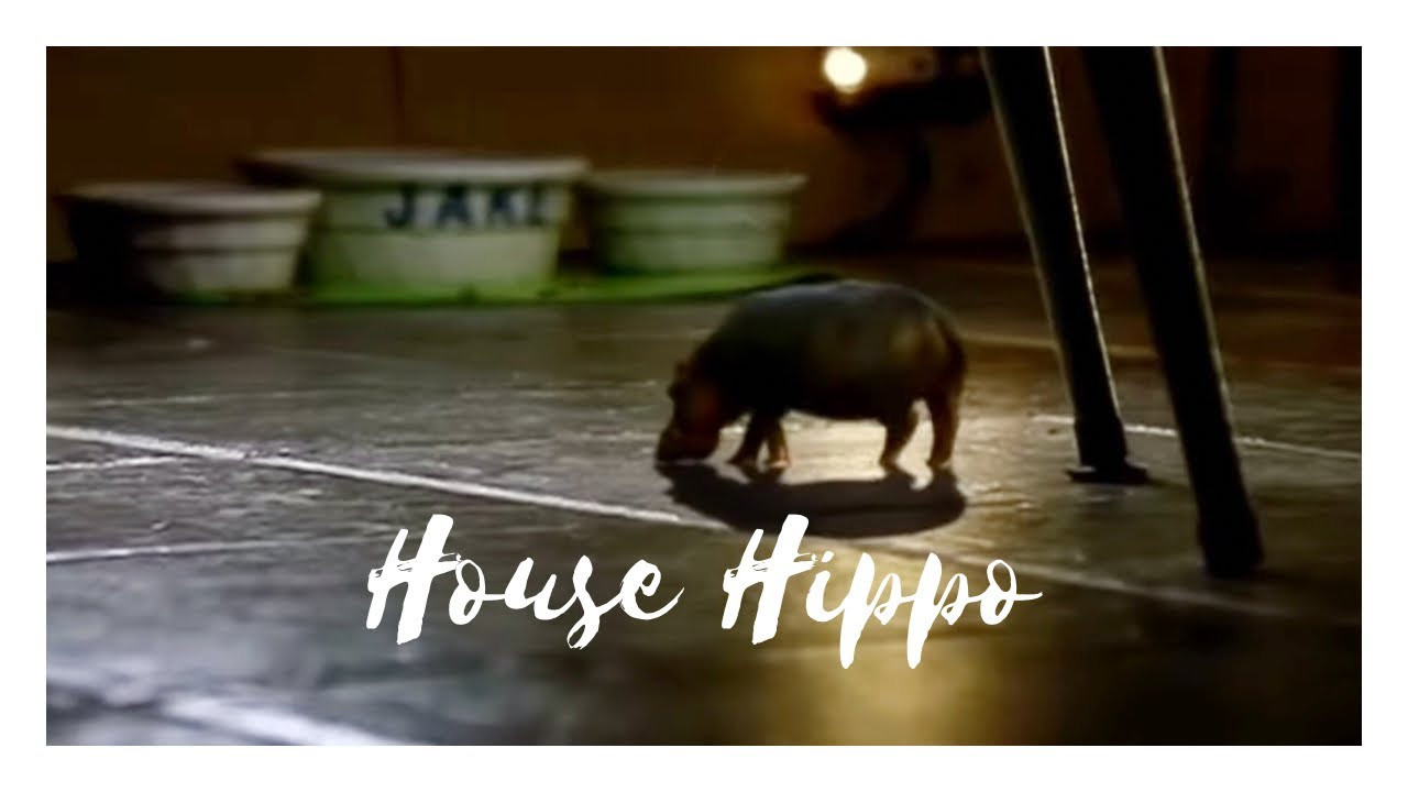 North American House Hippo backdrop