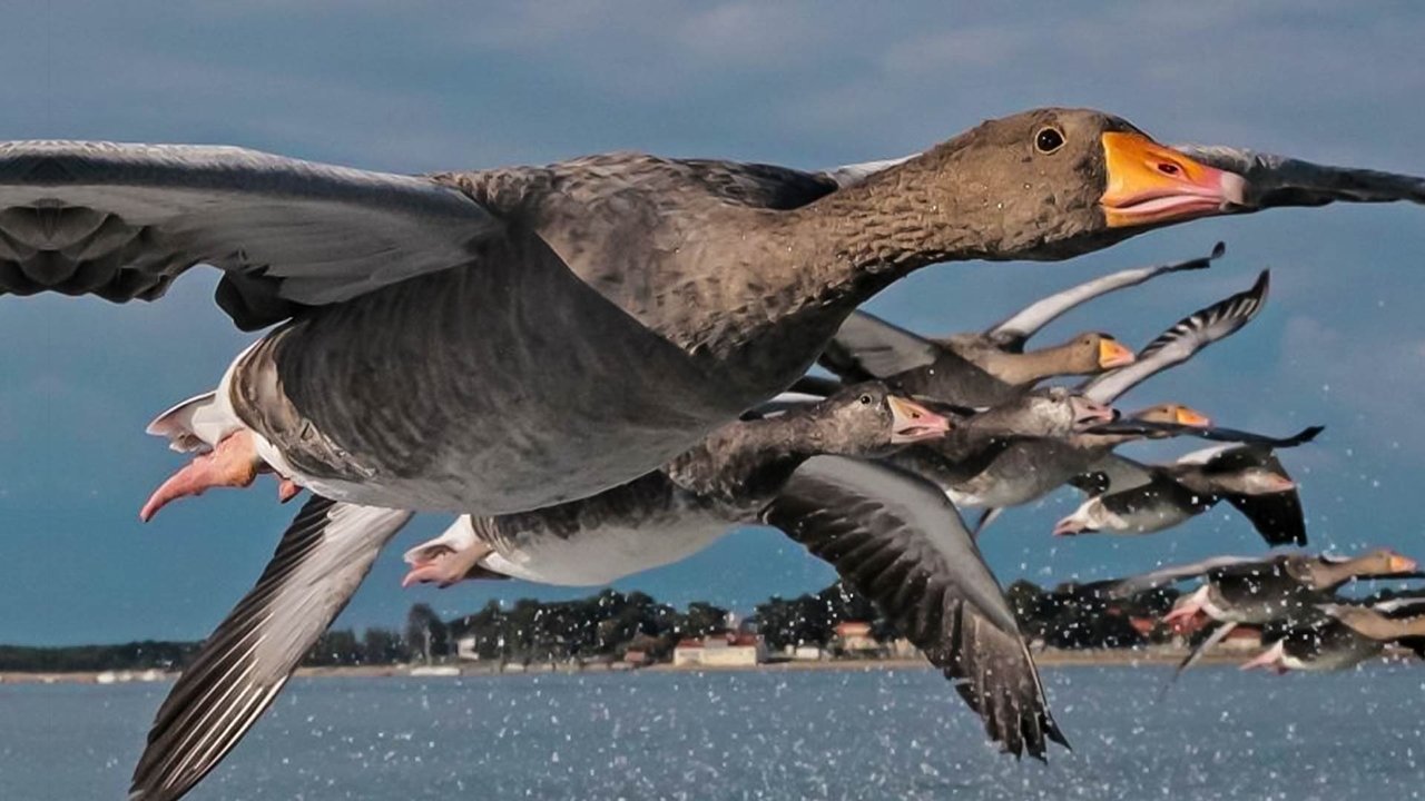 The Secret Routes of Migratory Birds backdrop