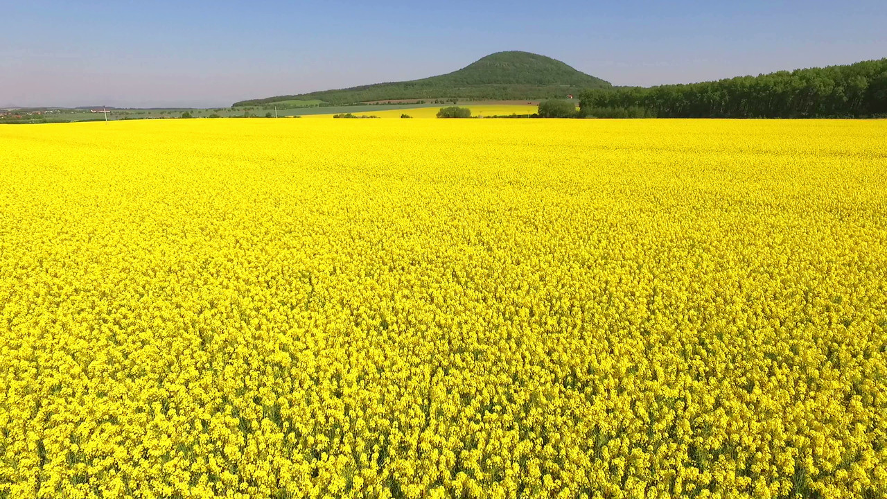 Selský rozum backdrop