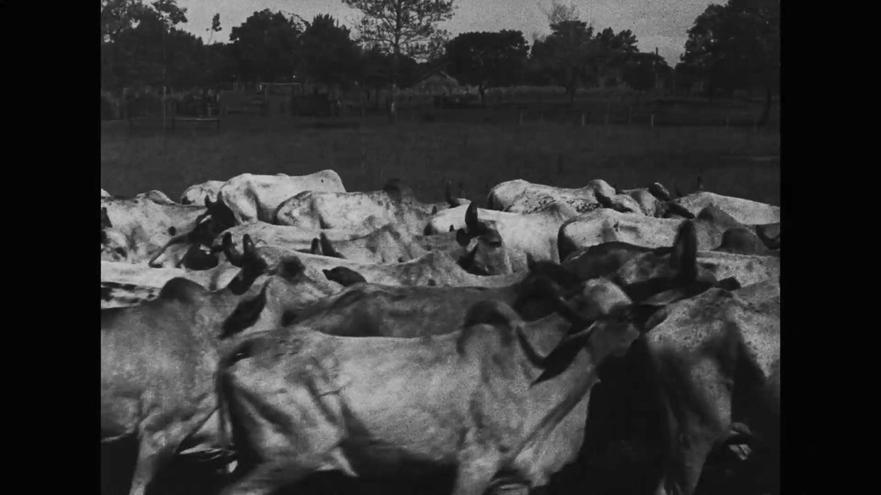 Os Ruminantes backdrop