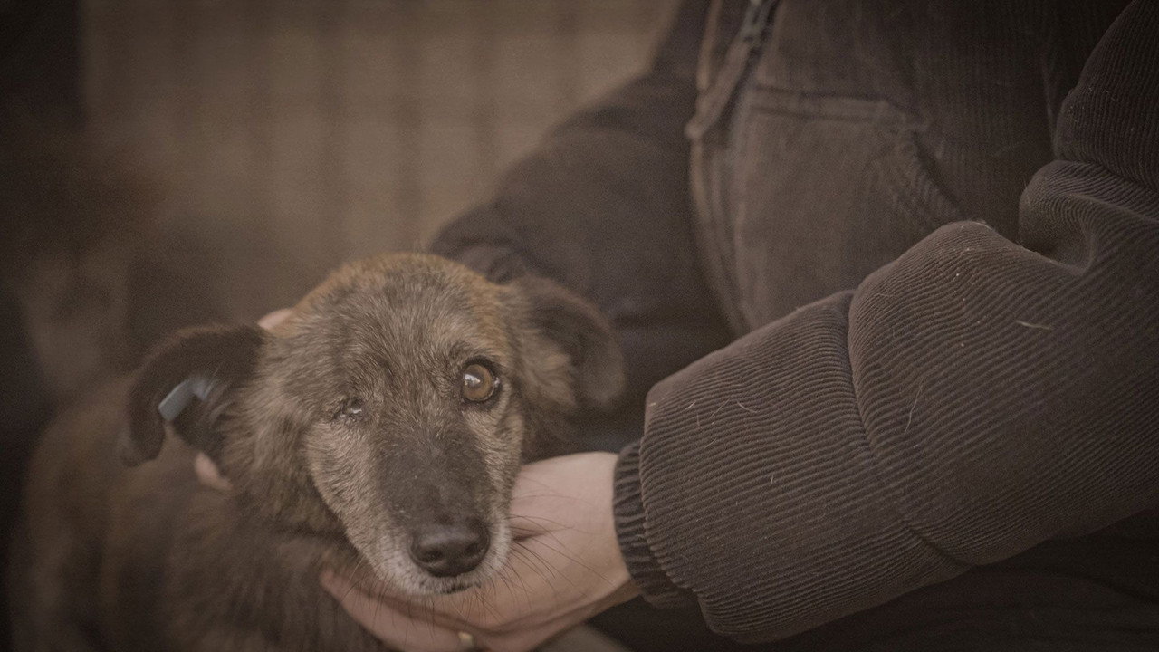 How to kill a puppy and get rich - Die Hunde Mafia backdrop