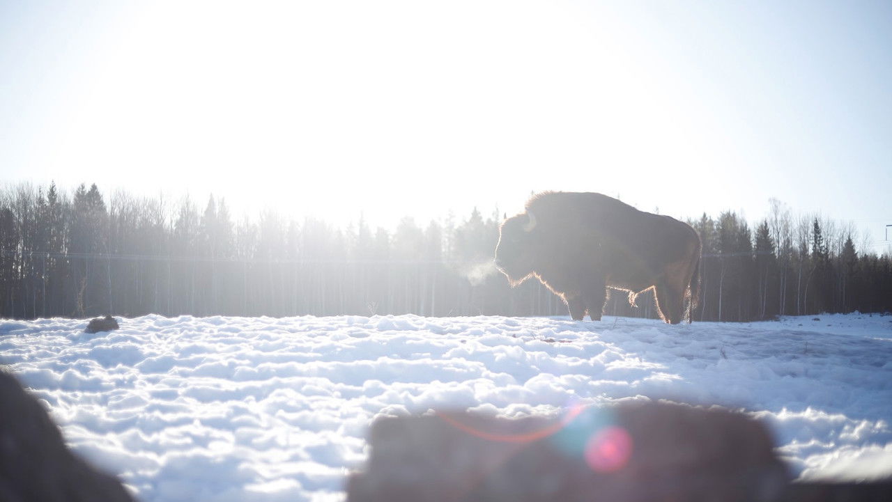 Europe's Forgotten Giants backdrop