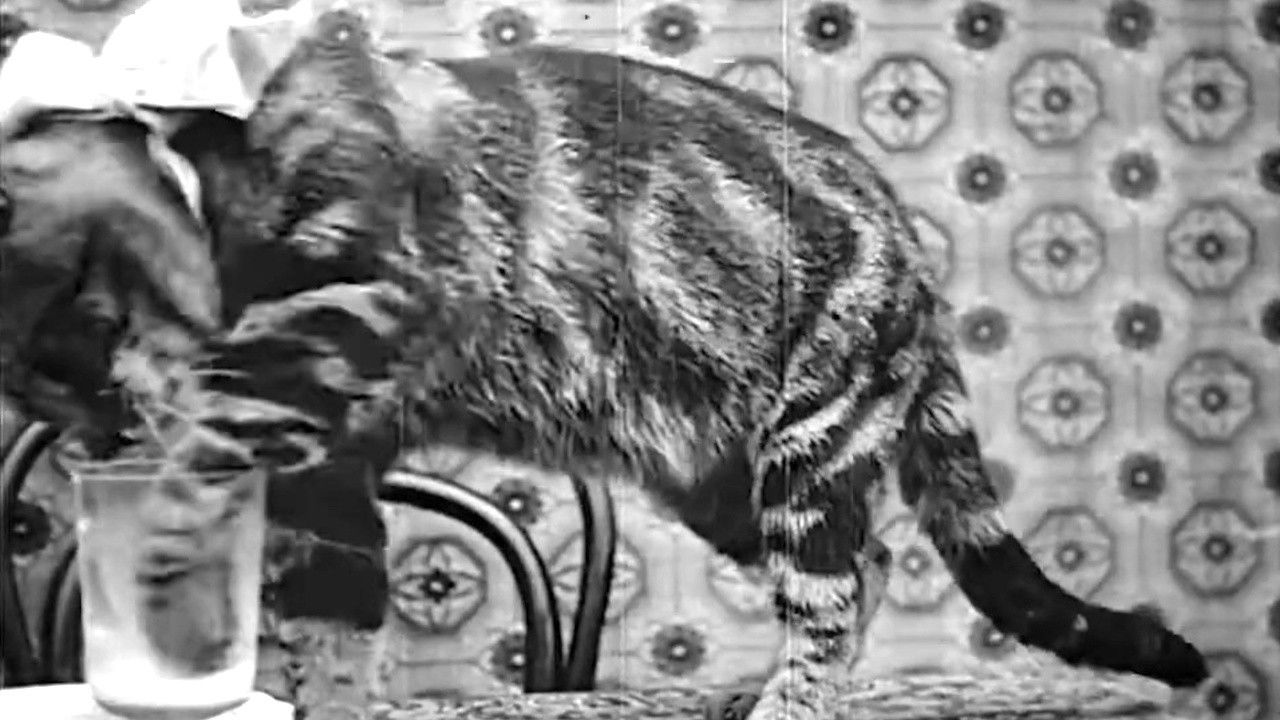 Pussy's Breakfast backdrop