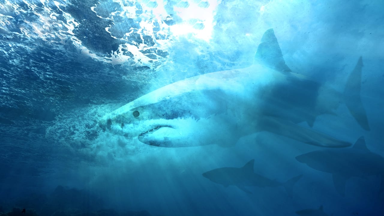 Camo Sharks backdrop