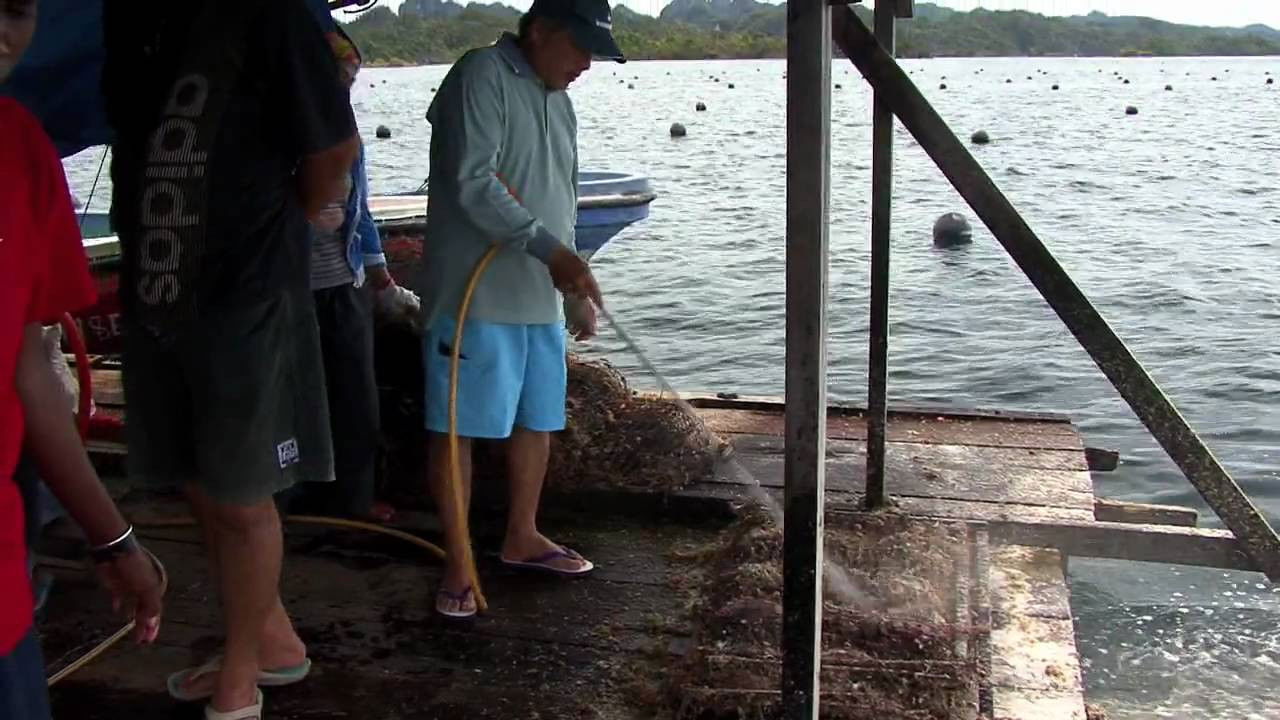 Mutiara, légende d'une perle backdrop