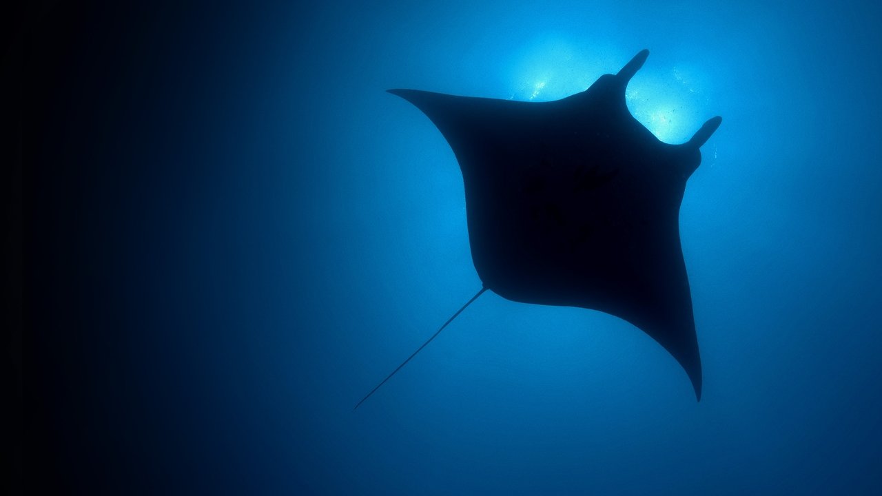 The Blue Planet backdrop