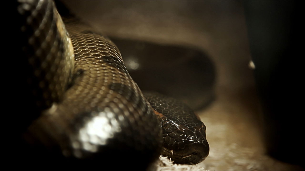 Lesson Of Unreason backdrop