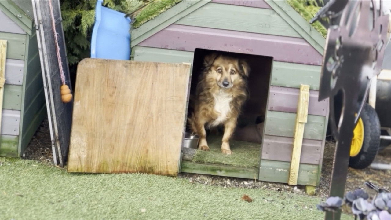 Scruffy Dogs backdrop