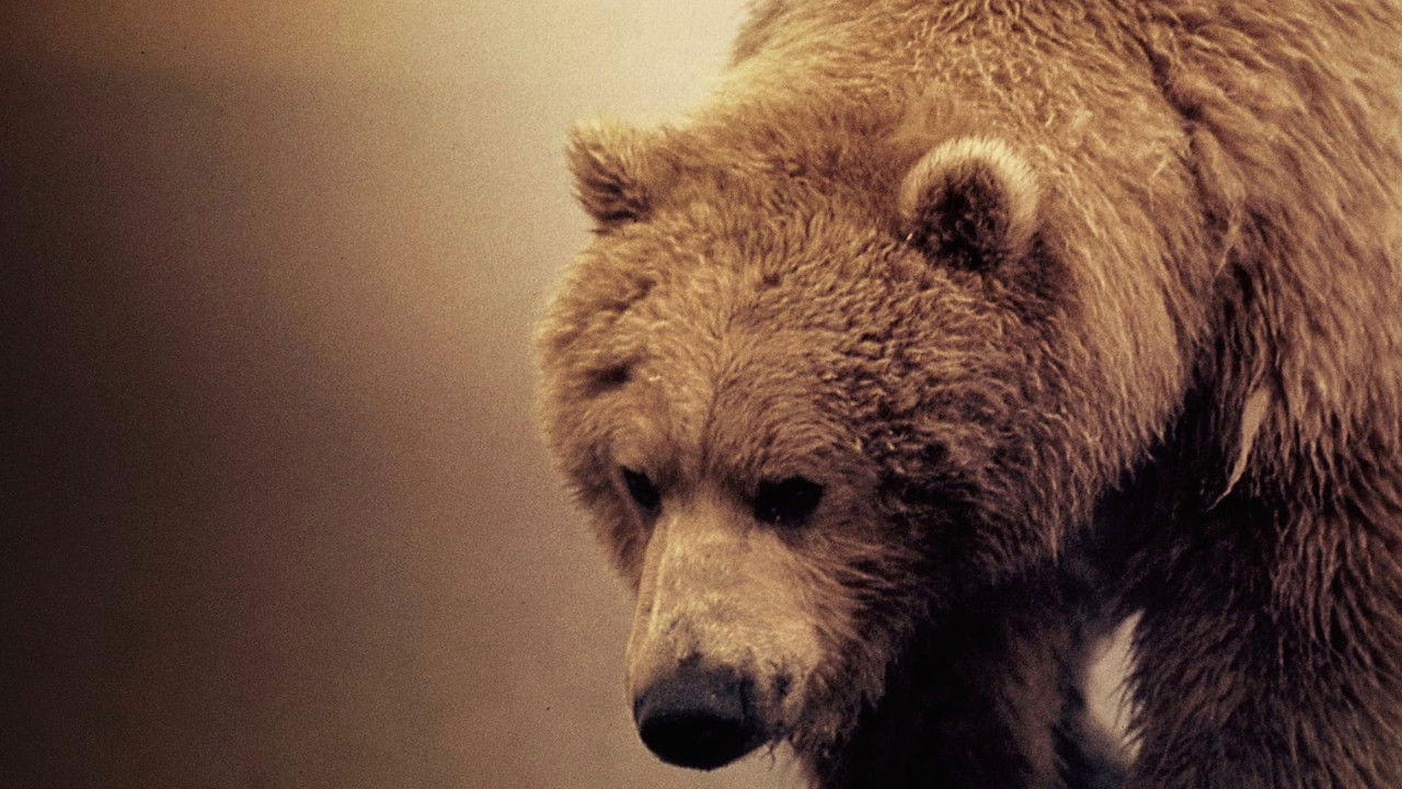 Diary of the Grizzly Man backdrop