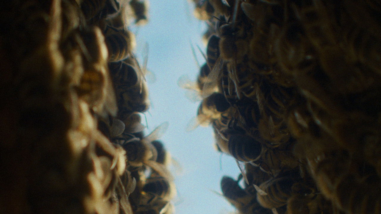 The Quiet Beekeeper backdrop