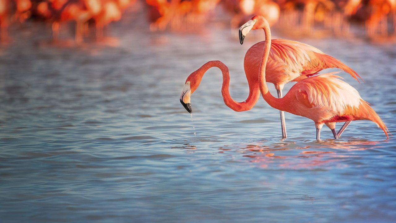 Planet of the Birds backdrop