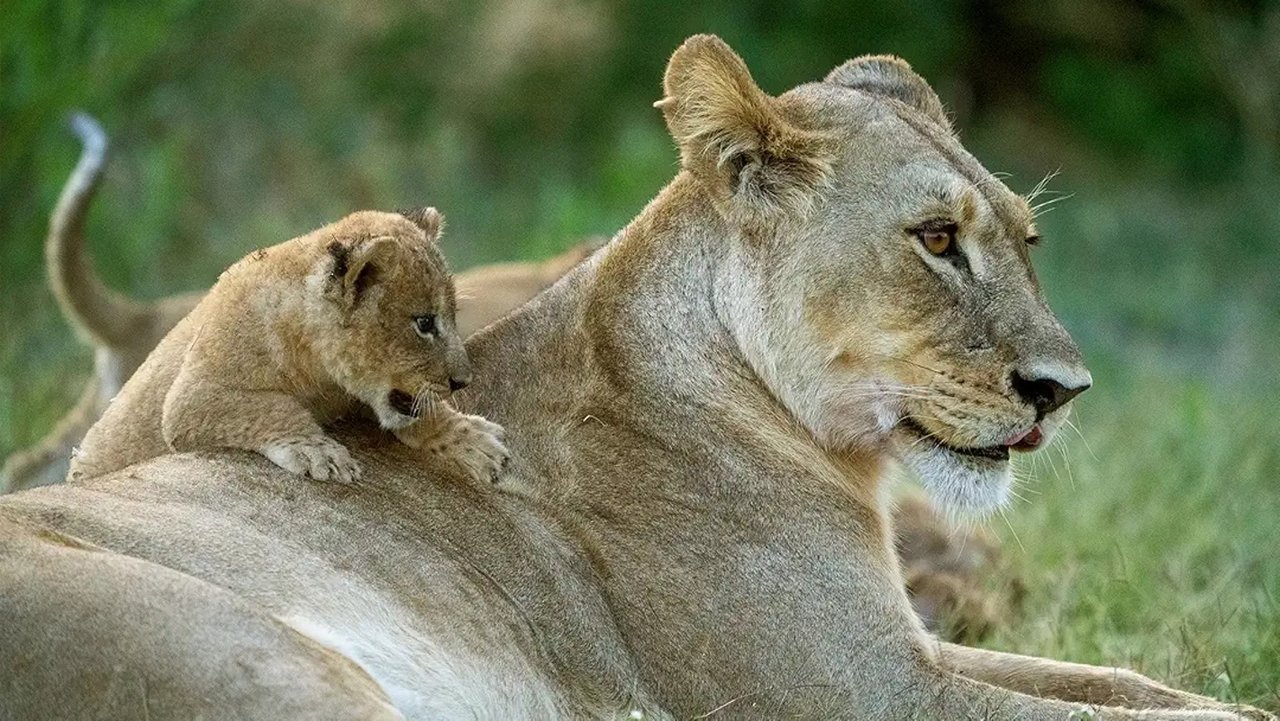 Big Cats, Small World backdrop