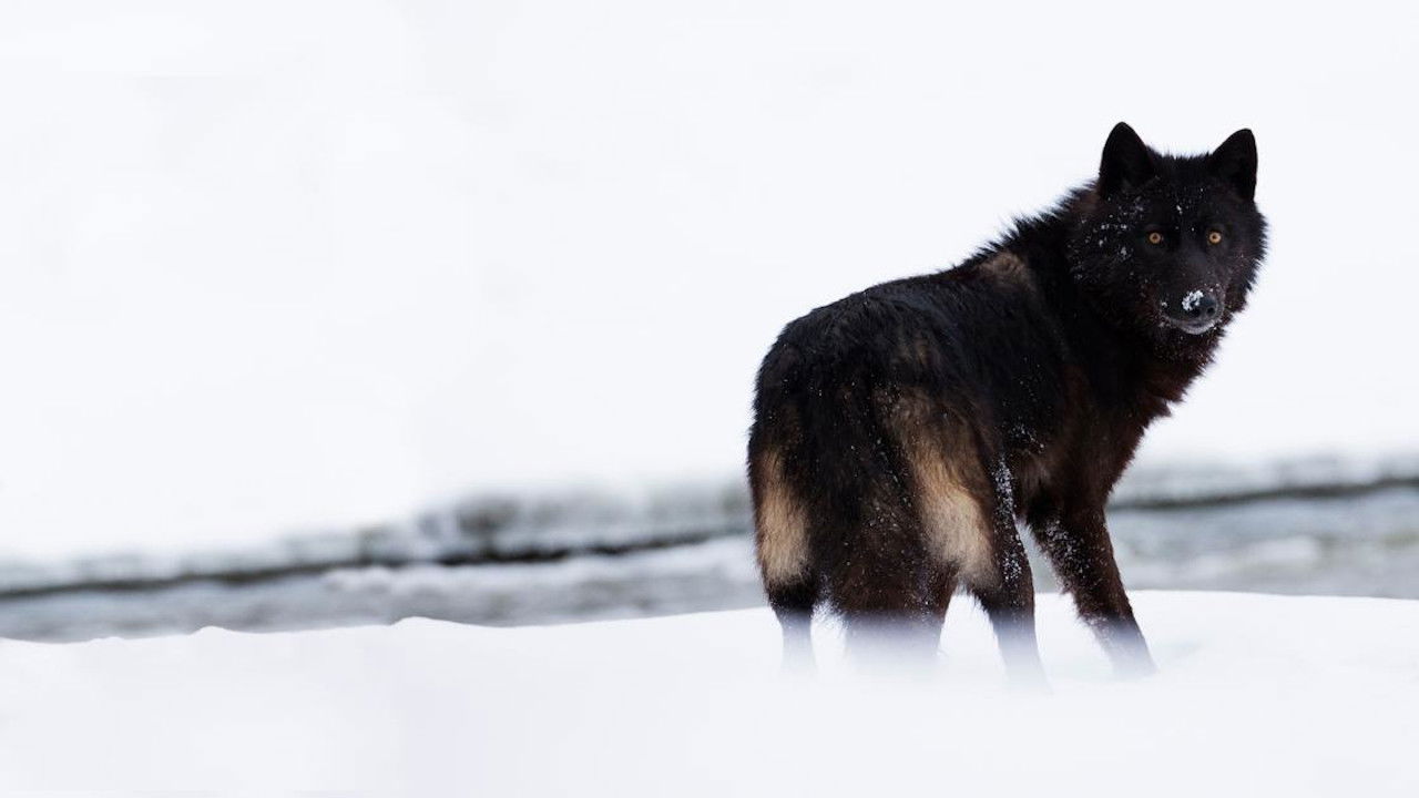 The Rise of Black Wolf backdrop