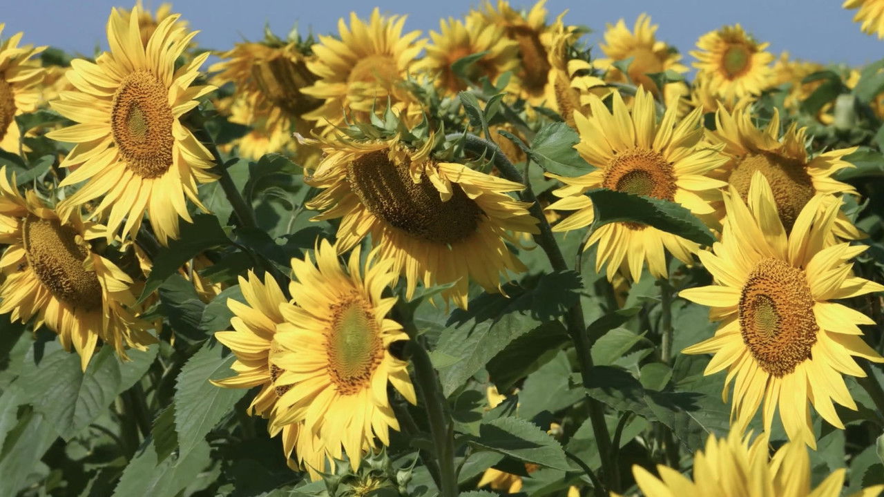As the Sunflower Whispers backdrop