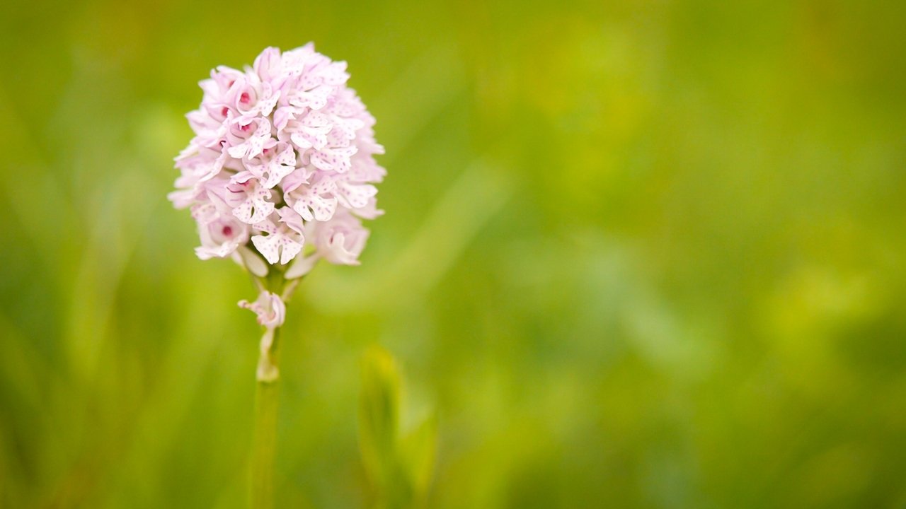 Hidden Beauty - The Orchids of the Saale Valley backdrop