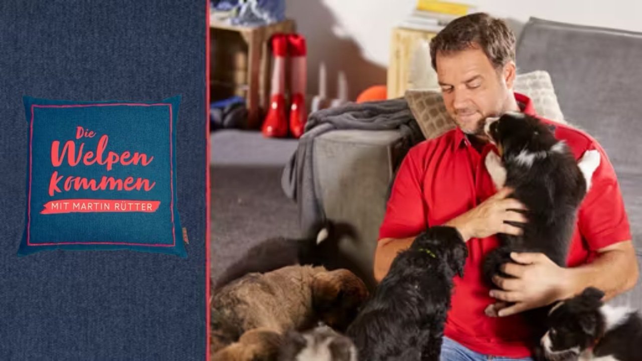 Martin Rütter - Die Welpen kommen backdrop