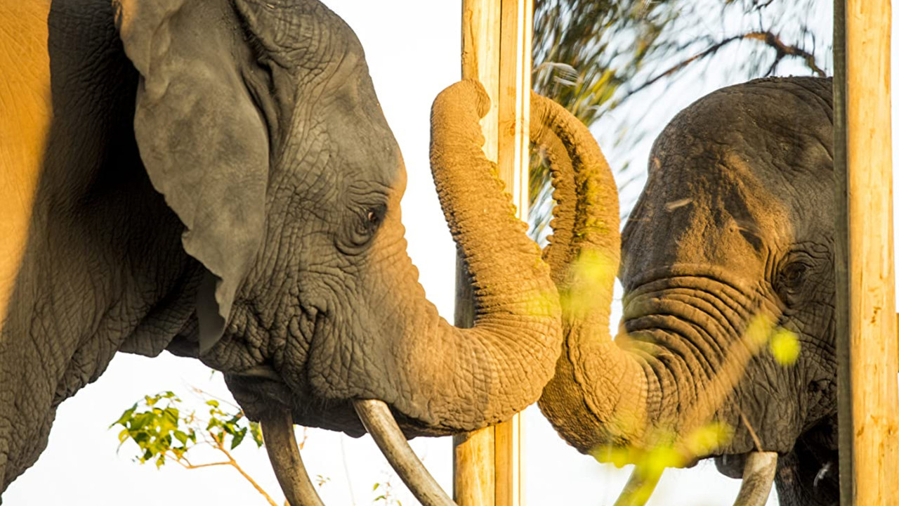 Mind of a Giant backdrop