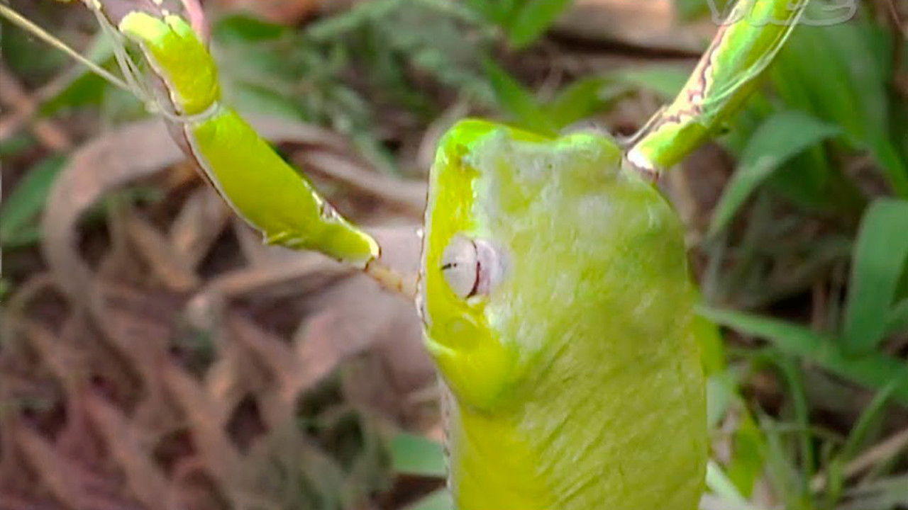 Tripping on Hallucinogenic Frogs backdrop