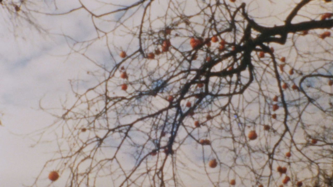 Kakibaum III backdrop