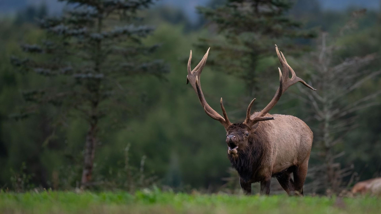 Elk Country backdrop