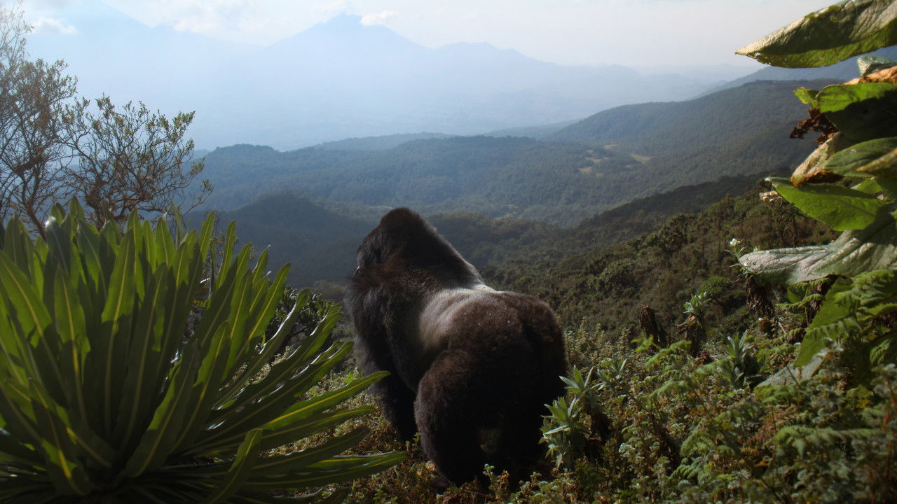 A Gorilla Story: Told by David Attenborough backdrop