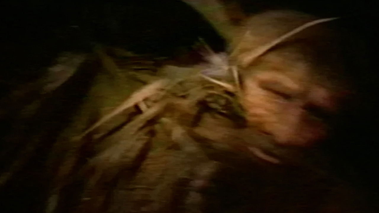 Jacaranda Joe backdrop