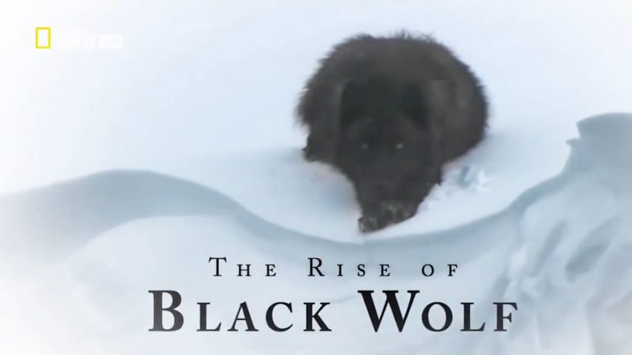 The Rise of Black Wolf backdrop