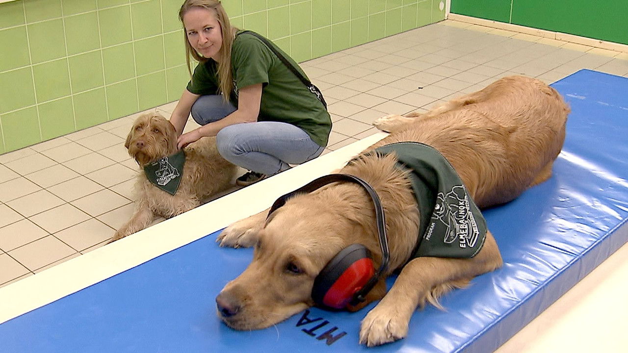 Wie Tiere fühlen backdrop