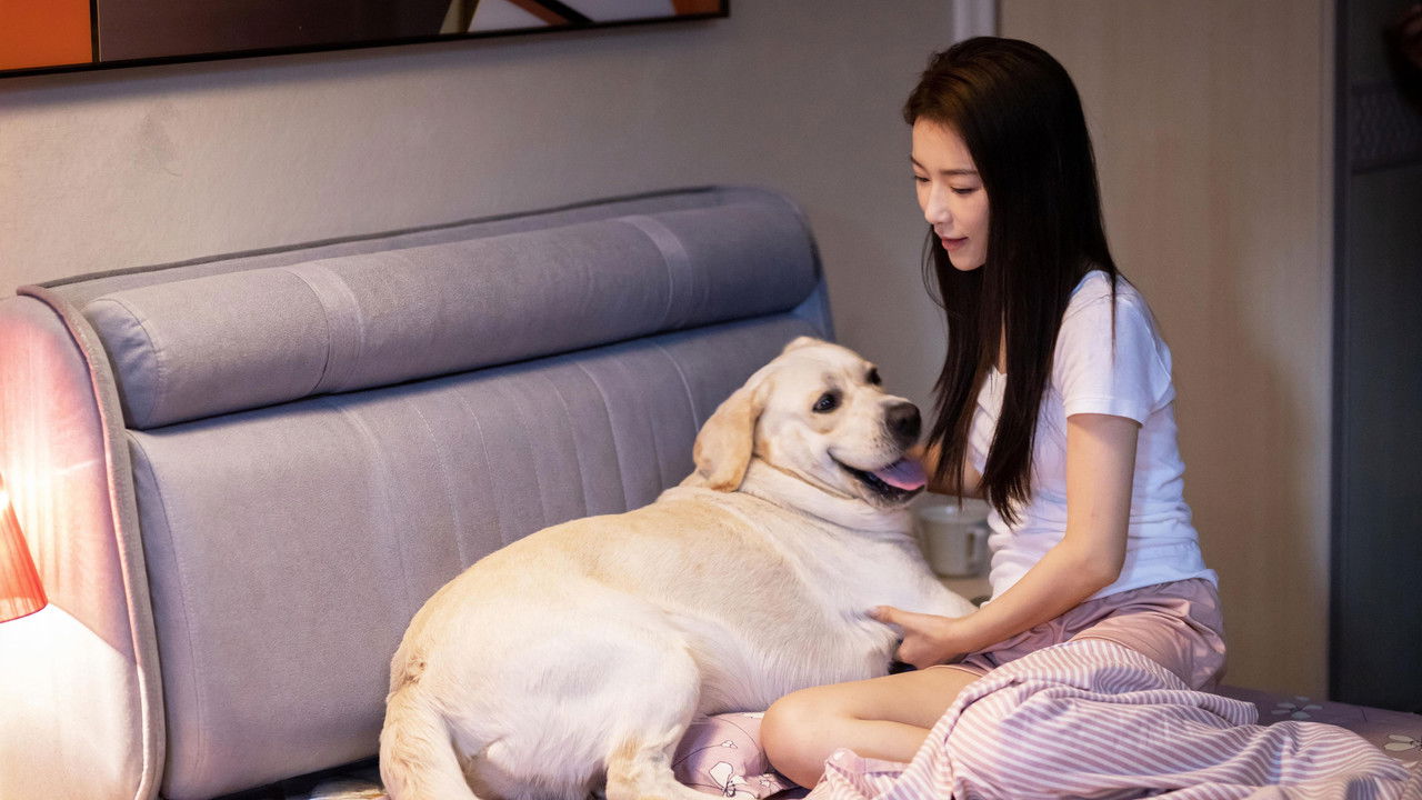 灵犬奇缘 backdrop