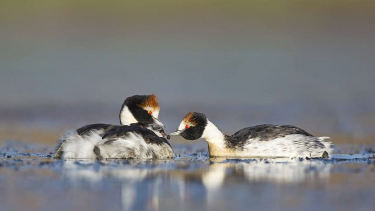 El Ocaso del Macá Tobiano backdrop