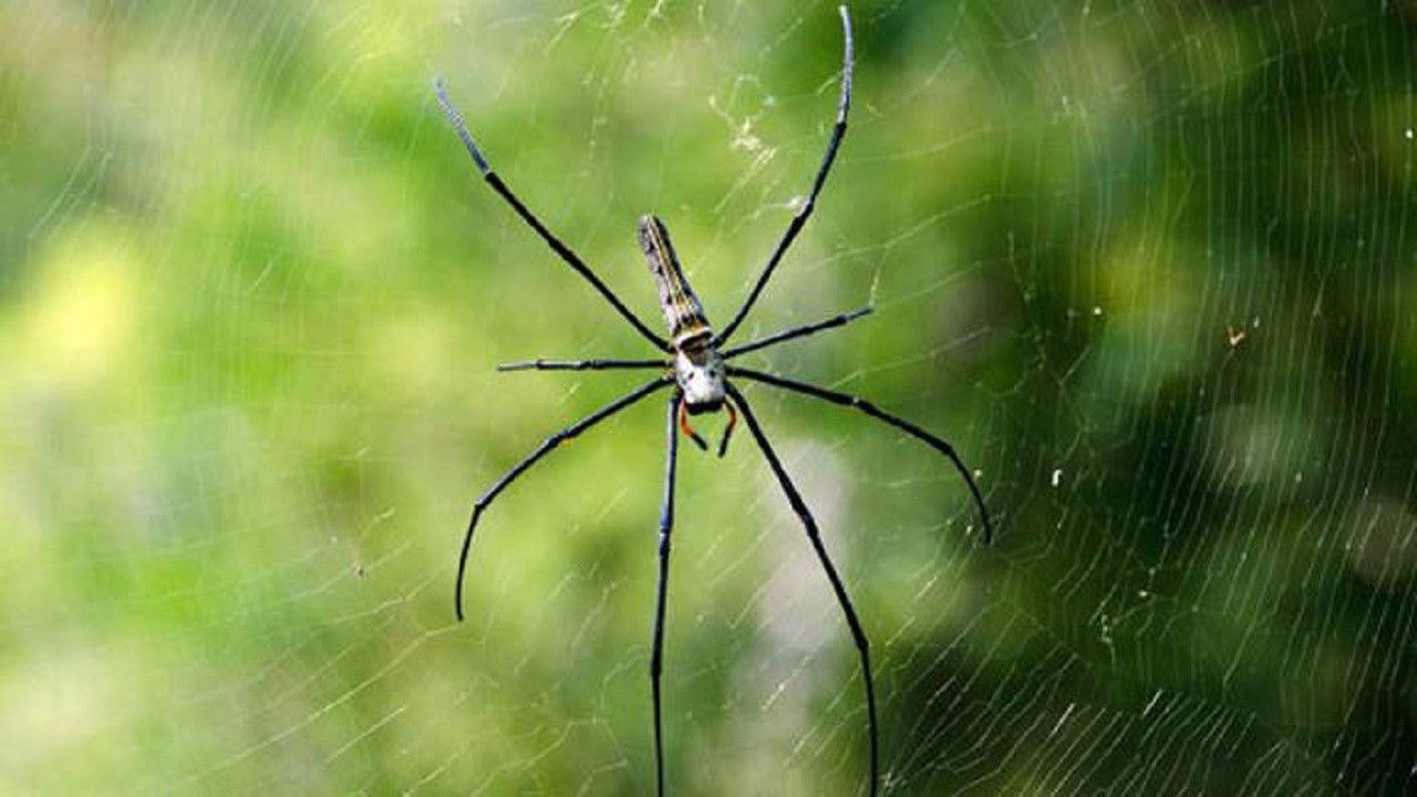 L'art du mensonge backdrop
