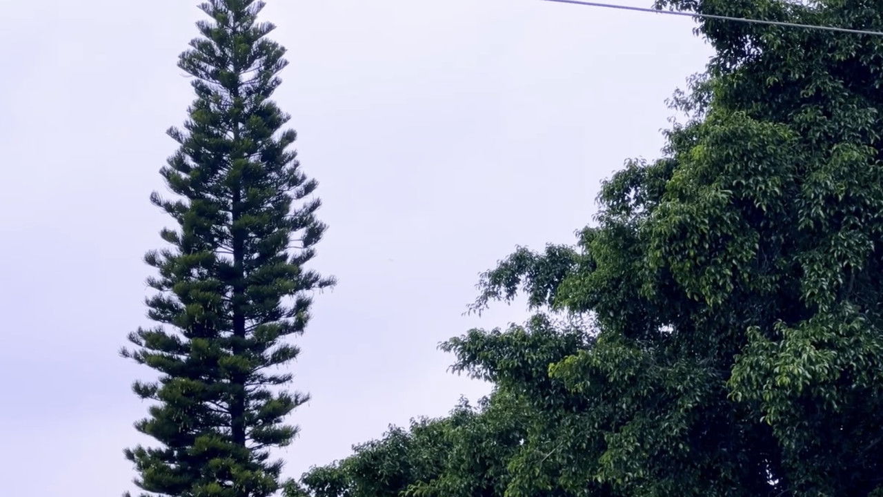 Evangelio (Gospel) backdrop