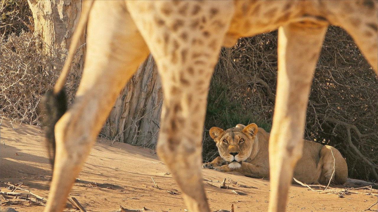Lions of the Skeleton Coast backdrop