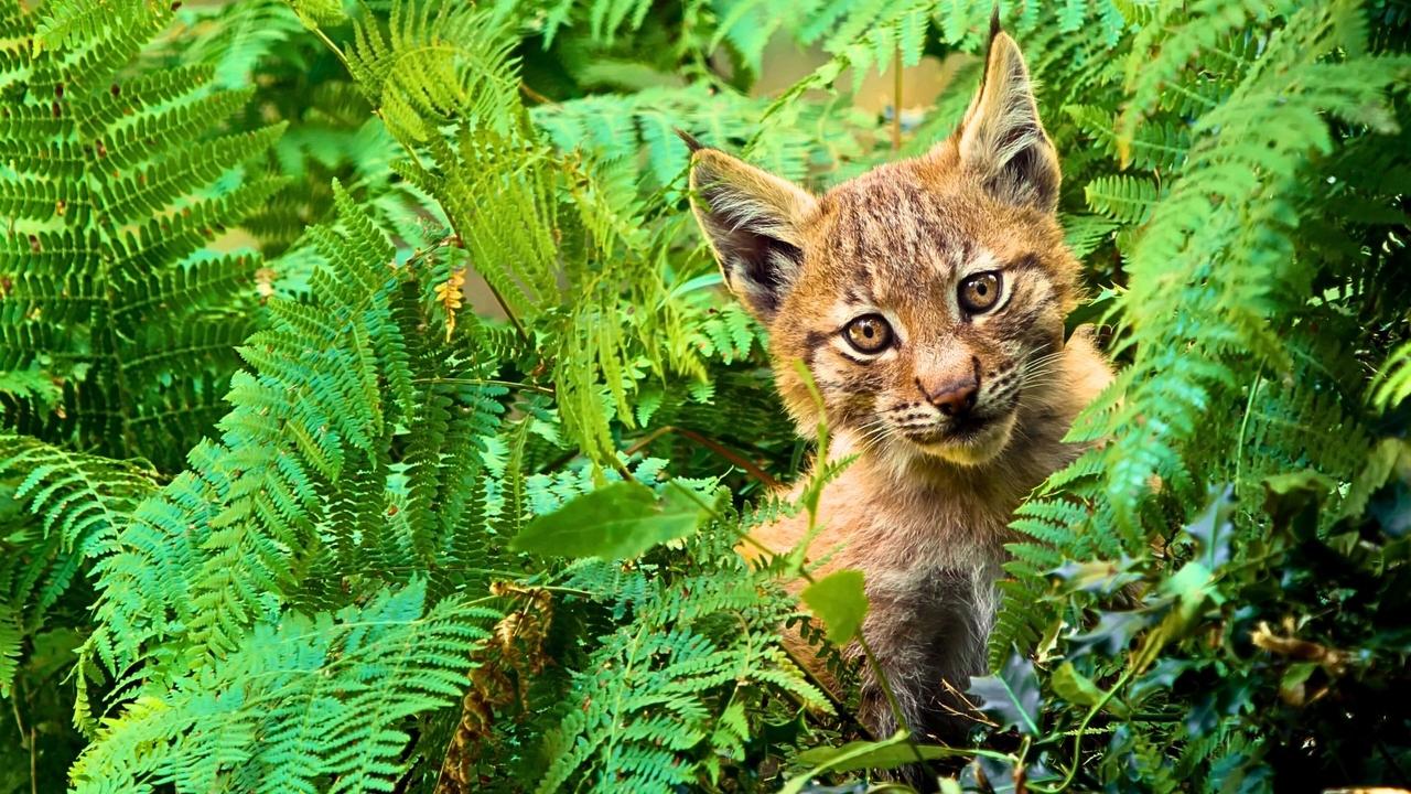 Lincessa. Los silencios del bosque backdrop