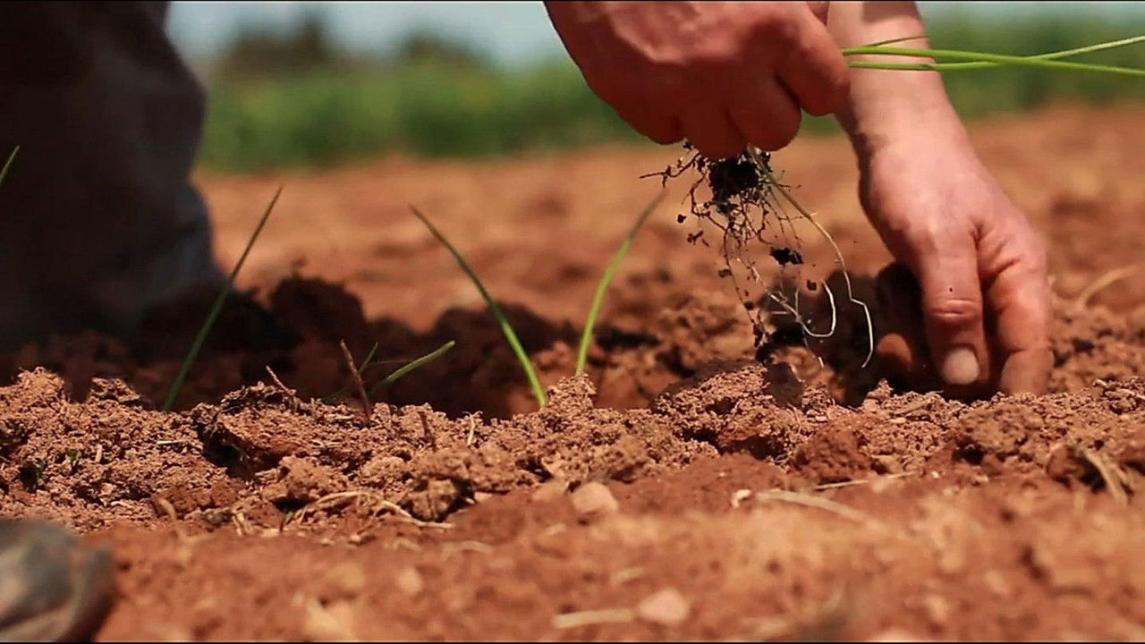 Island Green backdrop