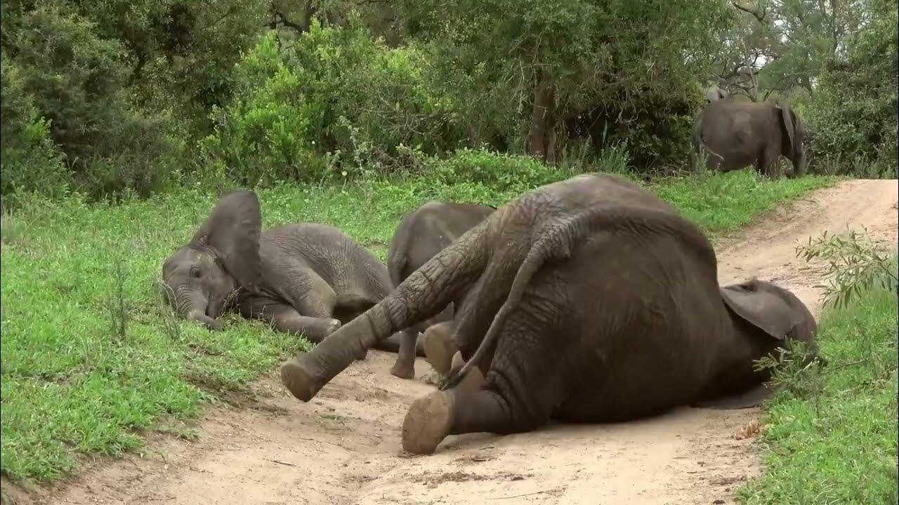 La défonce des animaux backdrop