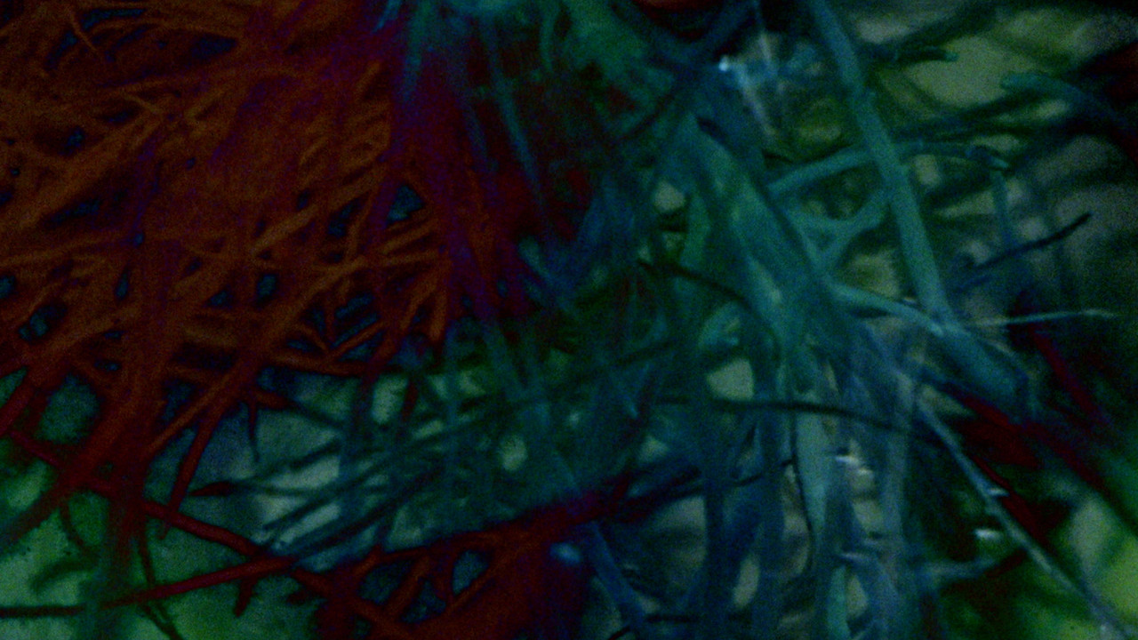 In Search of Mount Analogue backdrop