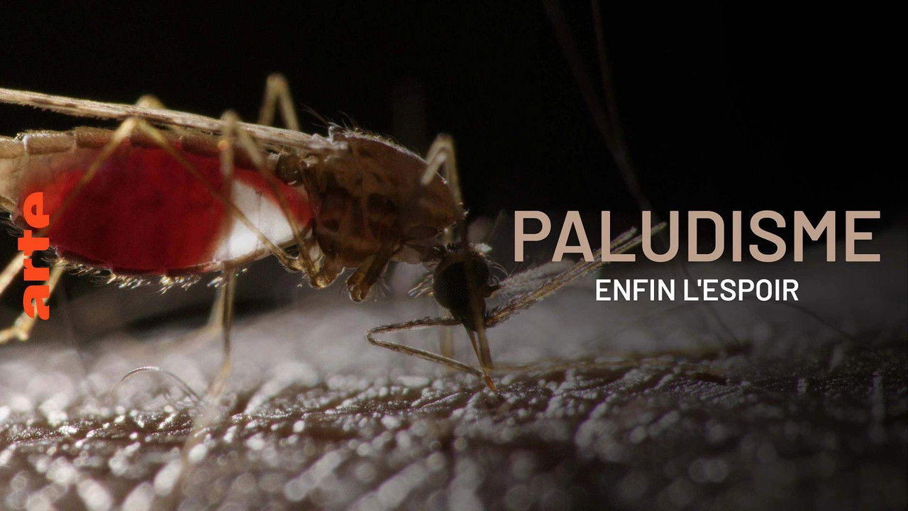 Paludisme, enfin l'espoir backdrop
