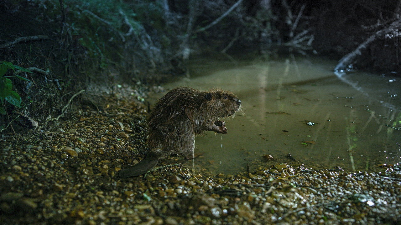 Wild Swamplands backdrop