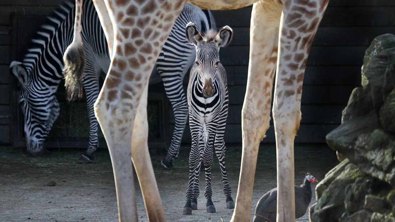 The New Artis backdrop