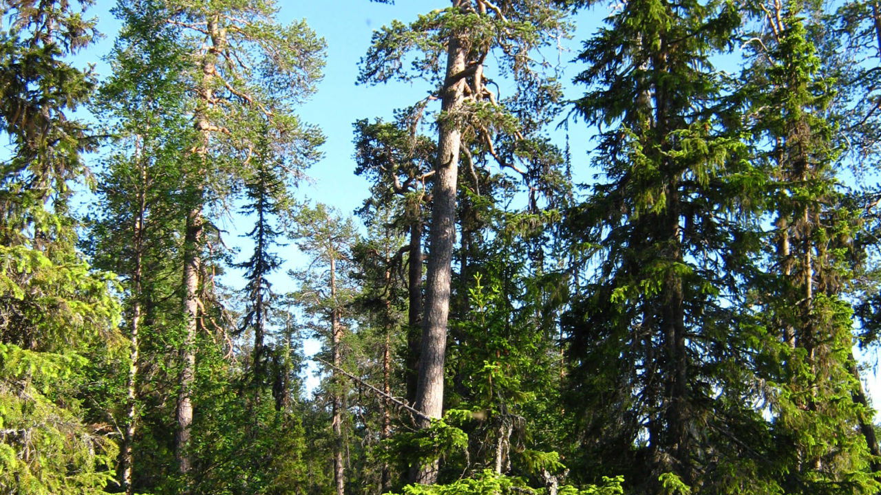 Skolstrejkaren Martins Tips På Halloween backdrop