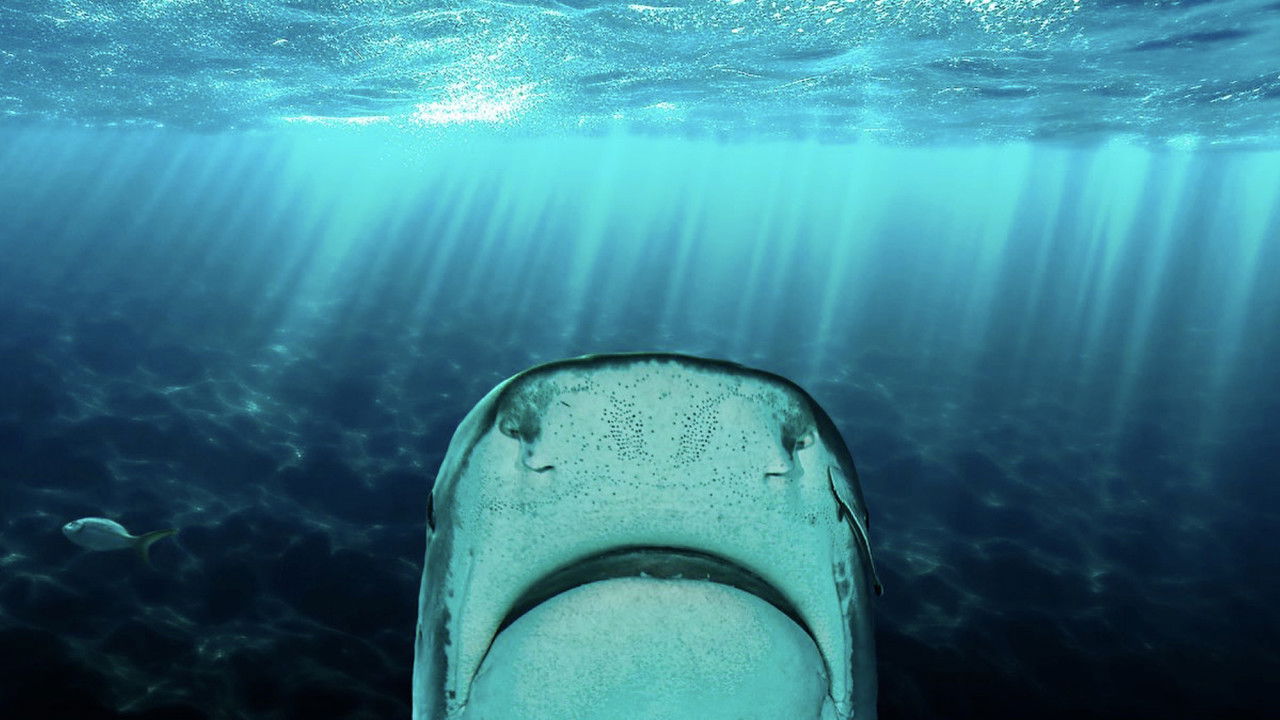 Why Sharks Attack backdrop