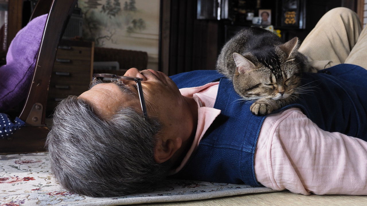 The Island of Cats backdrop