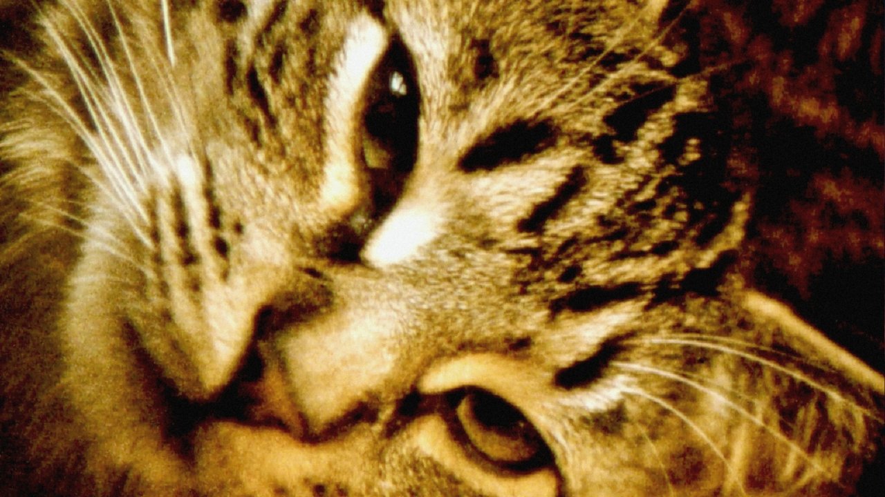 Hours for Jerome backdrop