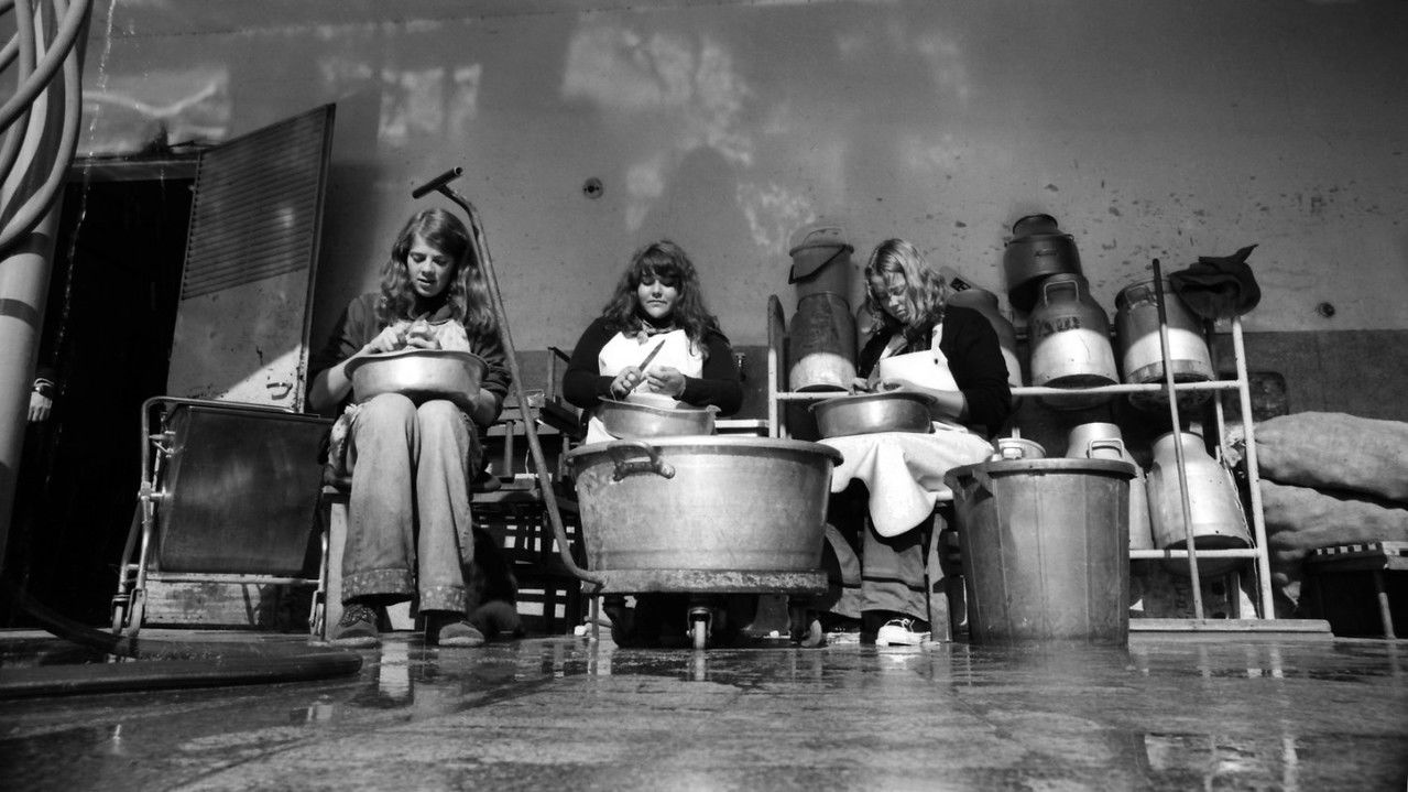 Apples and Oranges backdrop